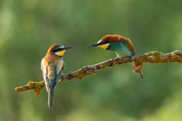 European bee-eater (Merops apiaster)