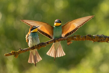 Fototapeta premium European bee-eater (Merops apiaster)