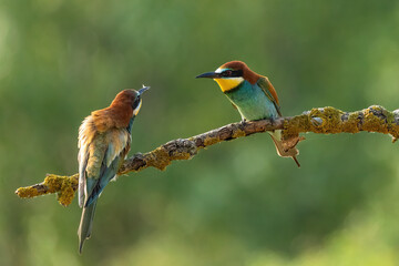 European bee-eater (Merops apiaster)