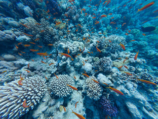 Jewel Fairy Basslet or Red Sea Goldfish at Beacon Rock Reef in Egypt