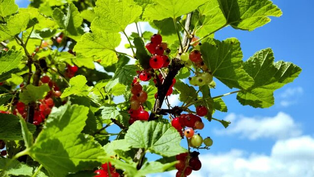 leckere reife rote Johannisbeeren - Erntezeit im Garten, frisch, gesund, Vitamine, Beerenstrauch, Marmelade, Smoothie, Gesundheit