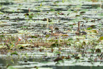A mother duck and her ducklings in the water
