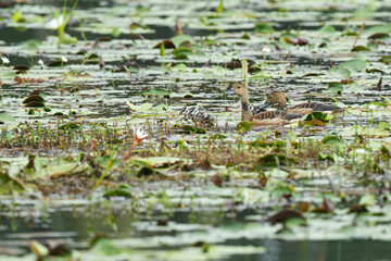 A mother duck and her ducklings in the water
