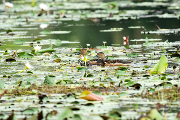 A mother duck and her ducklings in the water
