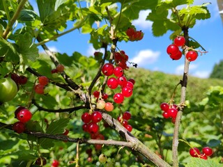 leckere reife rote Johannisbeeren - Erntezeit im Garten, frisch, gesund, Vitamine, Beerenstrauch, Marmelade, Smoothie, Gesundheit