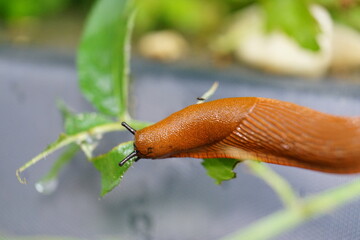 snail on a leaf