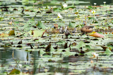 A mother duck and her ducklings in the water
