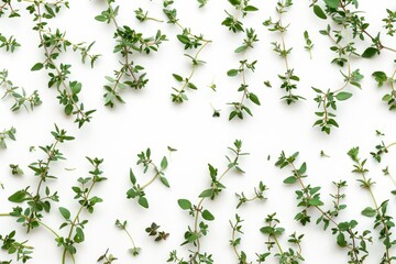 Fototapeta premium Top view of isolated Thyme leaf on white background