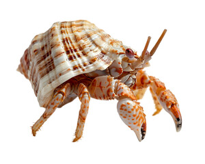 Hermit crab climbing out of shell on transparent background