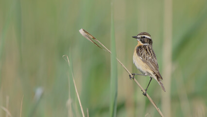 Whinchat bird male in spring, Saxicola rubetra