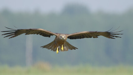 Bird of prey in flight, black kite flying in sky 