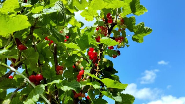 leckere reife rote Johannisbeeren - Erntezeit im Garten, frisch, gesund, Vitamine, Beerenstrauch, Marmelade, Smoothie, Gesundheit