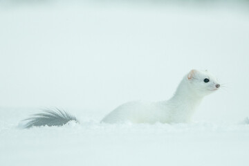 Obraz premium Scenic view of white ermine lying on snow during winter