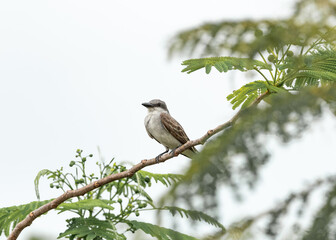 bird on a branch