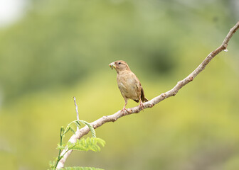 female house sparrow passer domesticus