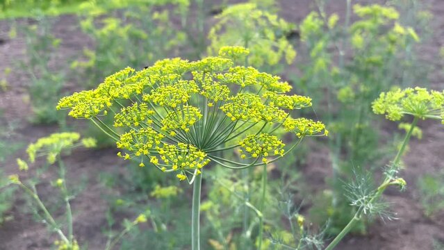 Blooming dill grows in a vegetable garden