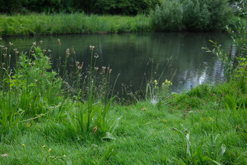 Botanical photo of plantain Plantago lanceolata close the lake