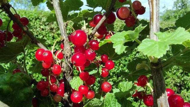 leckere reife rote Johannisbeeren - Erntezeit im Garten, frisch, gesund, Vitamine, Beerenstrauch, Marmelade, Smoothie, Gesundheit