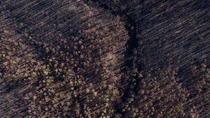 Drone view of dried trees in sunny daylight on hill