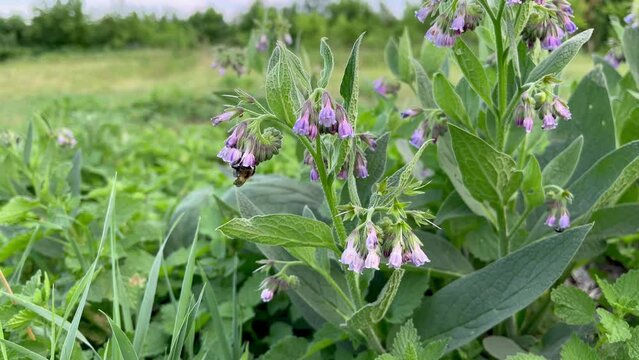 flowering medicinal plant comfrey medicinal (Symphytum officinale L.)