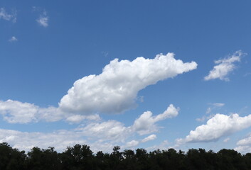 Clouds and Blue Sky Above Tree Line