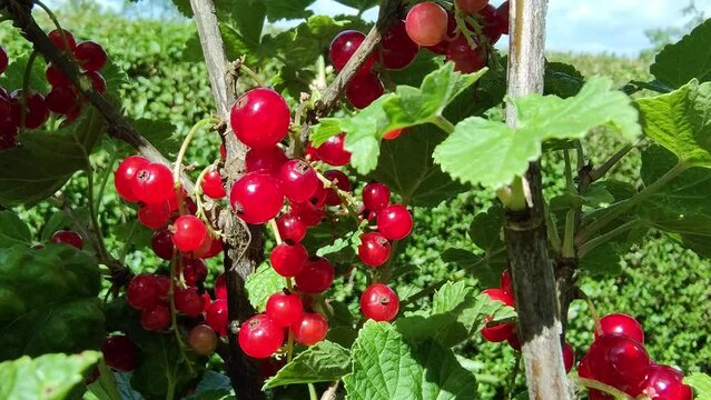 leckere reife rote Johannisbeeren - Erntezeit im Garten, frisch, gesund, Vitamine, Beerenstrauch, Marmelade, Smoothie, Gesundheit