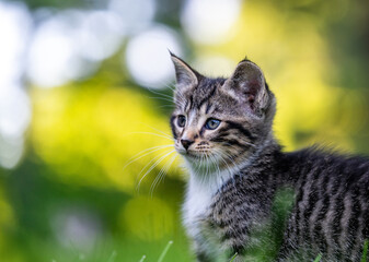 Cute tabby kitten outside in the grass