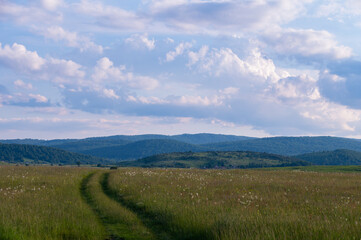 Fototapeta premium landscape with grass and blue sky