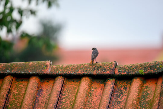 Male Black Redstart on a tiled roof