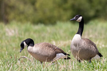 Canada Geese in grazing in a grassy field in spring in Ontario (Branta canadensis)