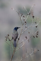 Common Grackle on a shrub in spring rain in Ontario