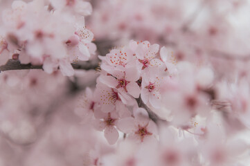spring blossom