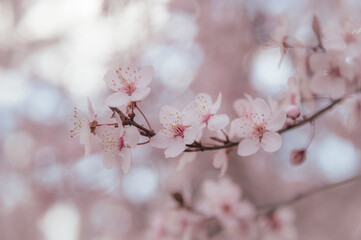 cherry blossom