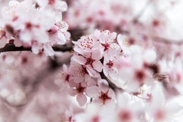 Obraz premium pink cherry blossom