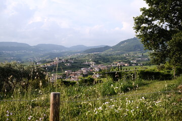 Summer panorama of Valpolicella, vine fields of the famous Venetian wine, Italy