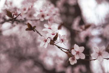 blossom