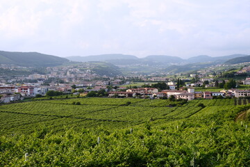 Summer panorama of Valpolicella, vine fields of the famous Venetian wine, Italy