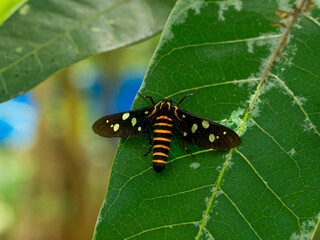 butterfly on leaf