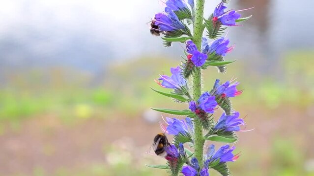 Bumble bees flying around a tall purple flower collecting pollen. Real time filmed at 60 frames per second.