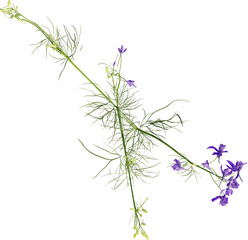 Top view of Field Larkspur plant with purple flower