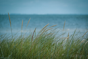 Obraz premium Dune grass on the beach of the Baltic Sea