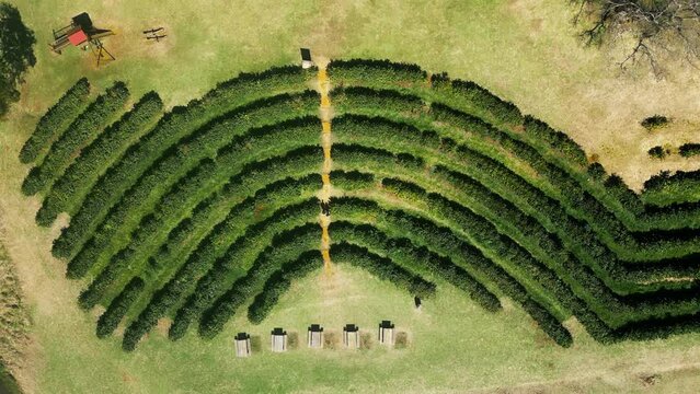 Aerial View of Coffee Plantation with Couple Walking. Zenithal Drone Shot of a Couple Strolling Through Rows of Coffee Plants. Top down view of agriculture. Zenith Rural Drone Shot