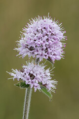 Water Mint, Mentha aquatica, close up detail of flower spike, Norfolk, England