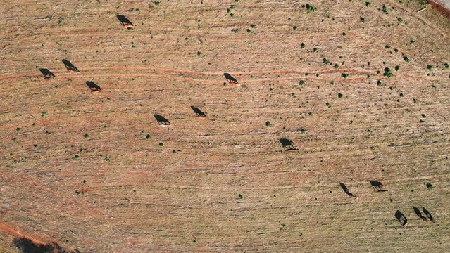 Aerial Shot of Cows Walking and Foraging for Food in a Parched Landscape. Top-Down Drone View of Cattle Grazing in a Dry Area