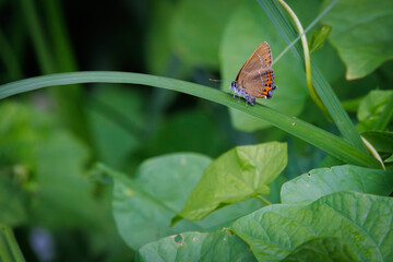 a plum tip butterfly butterfly stands on a broad blade of grass