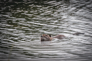 a nutria swims and eats on a pond
