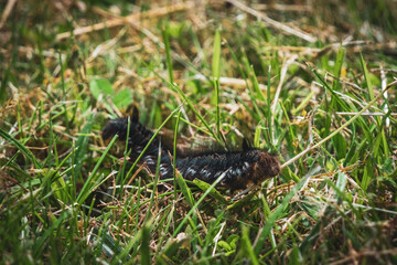 the caterpillar of a moth butterfly crawls across the grass