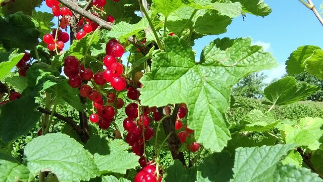leckere reife rote Johannisbeeren - Erntezeit im Garten, frisch, gesund, Vitamine, Beerenstrauch, Marmelade, Smoothie, Gesundheit