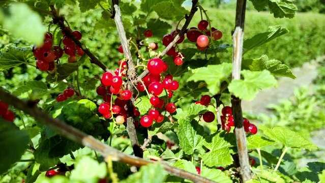 leckere reife rote Johannisbeeren - Erntezeit im Garten, frisch, gesund, Vitamine, Beerenstrauch, Marmelade, Smoothie, Gesundheit