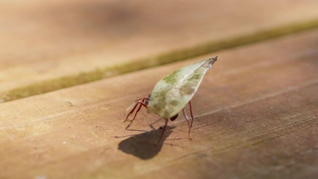 Close-Up of a Red Leaf-Cutter Ant Carrying a Leaf. Macro Shot of a Red Leaf-Cutter Ant Transporting a Leaf